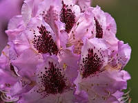 NJ Botanical Gardens 5